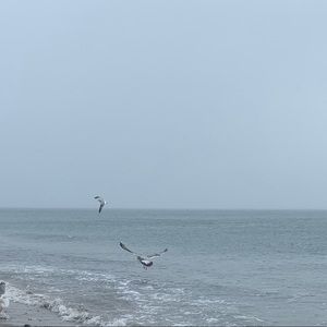 Meet your Posher, Maggie